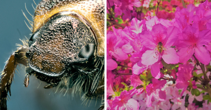 Hey Pandas, Post Your Best Macro Nature Shot (Closed)