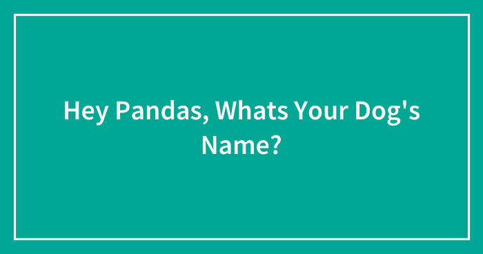 Hey Pandas, Whats Your Dog’s Name? (Closed)