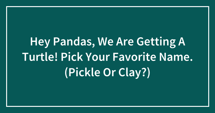 Hey Pandas, We Are Getting A Turtle! Pick Your Favorite Name. (Pickle Or Clay?)