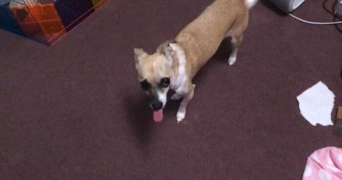 Hey Pandas, Show Us Your Oddest Pet