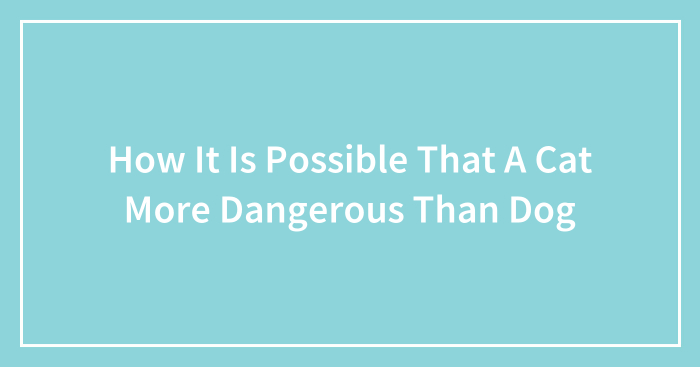 How It Is Possible That A Cat More Dangerous Than Dog