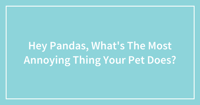 Hey Pandas, What’s The Most Annoying Thing Your Pet Does? (Closed)
