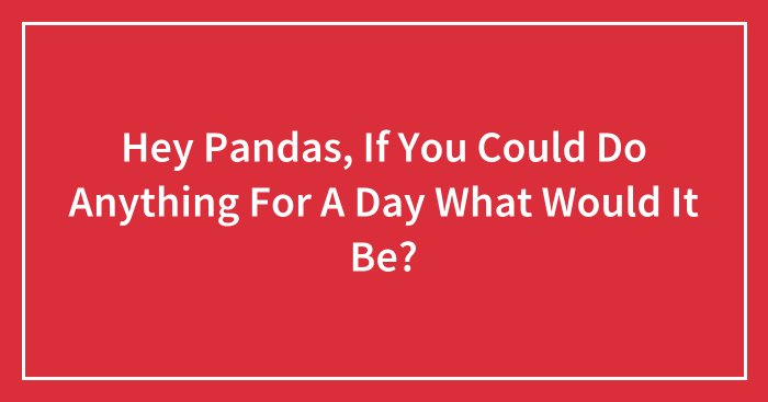 Hey Pandas, If You Could Do Anything For A Day What Would It Be? (Closed)