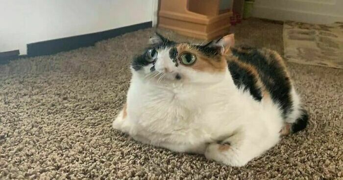 Hey Pandas, Show Us Your Cat (Closed)