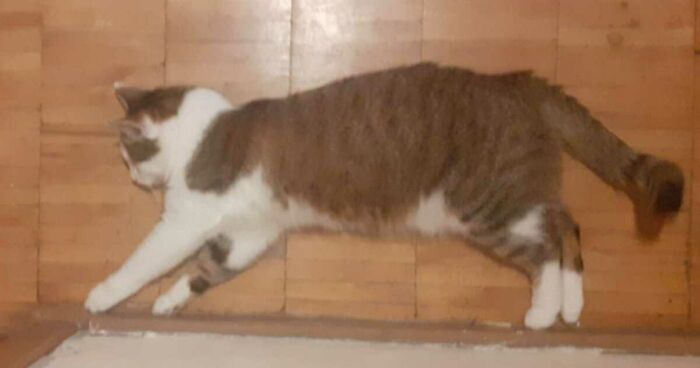 Hey Pandas, Show Us A Pic Of Your Pet’s Most Epic Fail