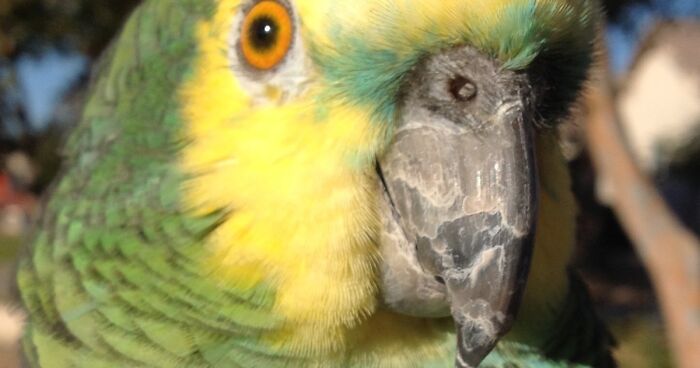 Hey Pandas, Show Us Your Roommate