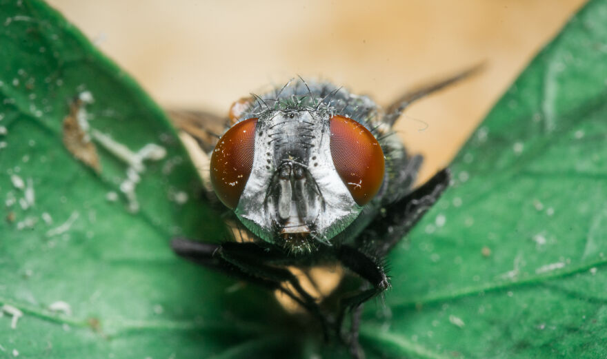 House Fly