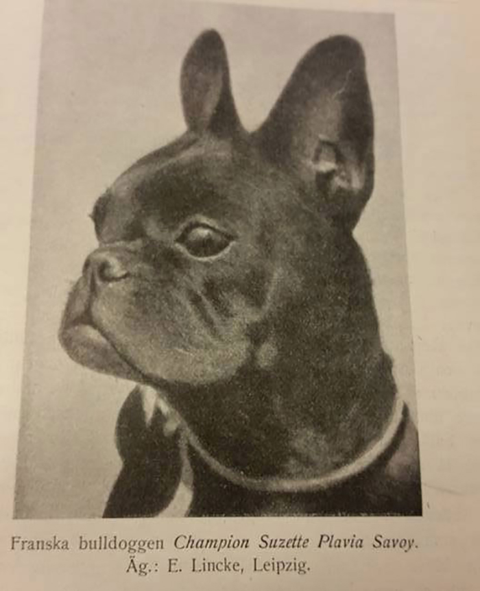 Black and white picture of French bulldog Black and white picture of French bulldog
