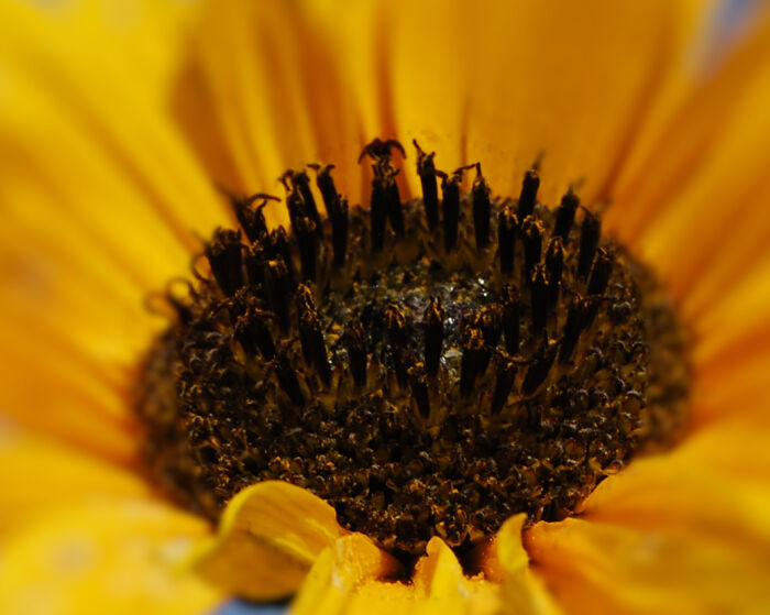 Sunflower Center