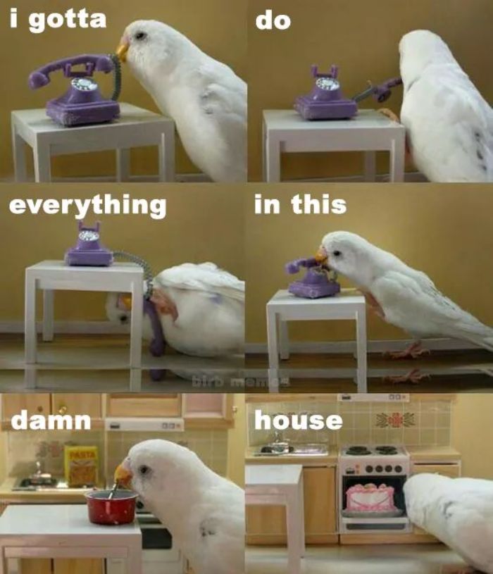 Funny-Bird-Jokes
