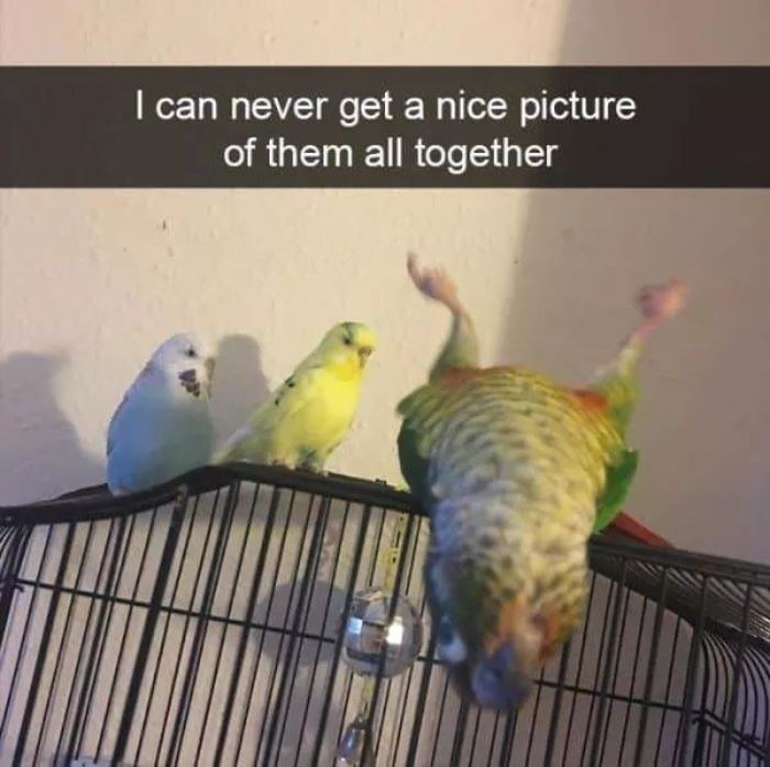 Funny-Bird-Jokes