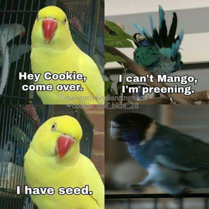 Funny-Bird-Jokes