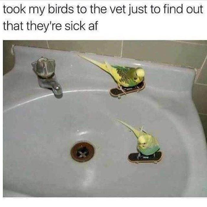 Funny-Bird-Jokes