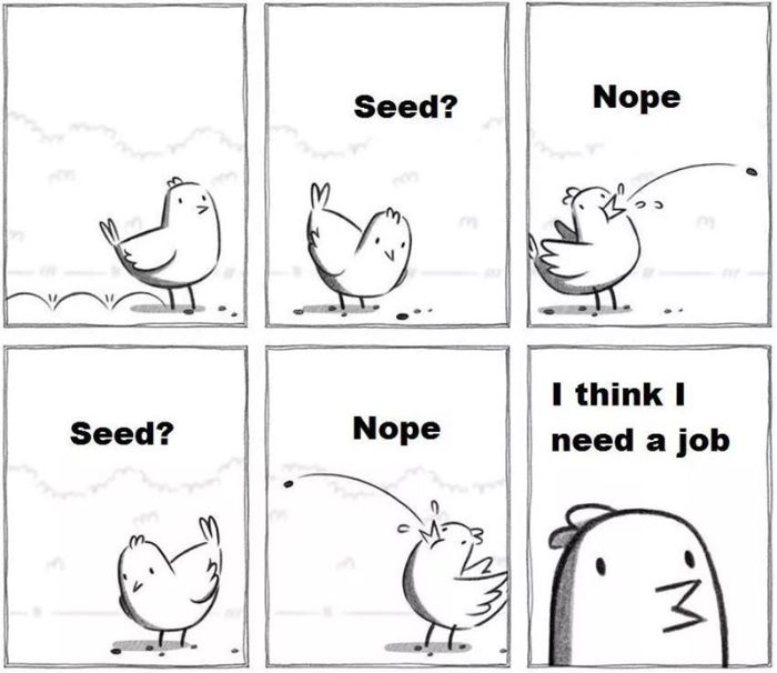Funny-Bird-Jokes