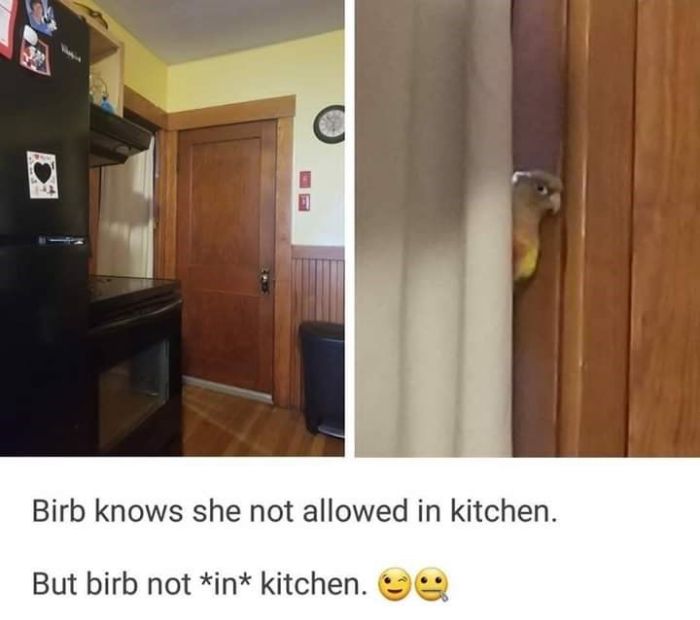 Funny-Bird-Jokes