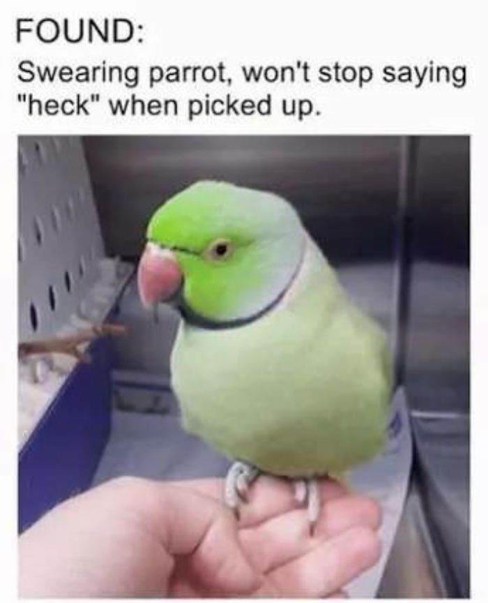 Funny-Bird-Jokes