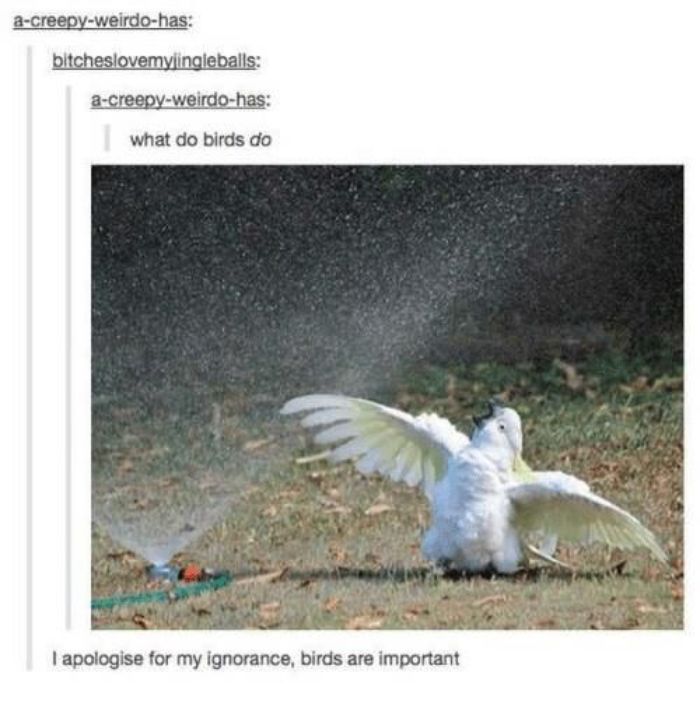 Funny-Bird-Jokes