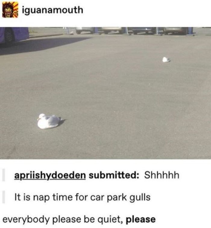 Funny-Bird-Jokes