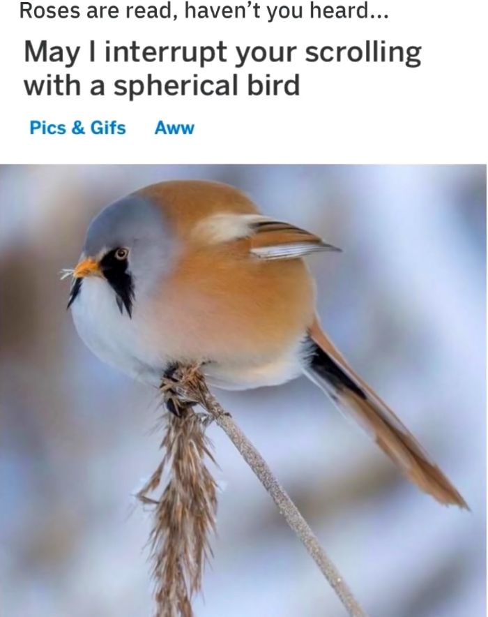 Funny-Bird-Jokes
