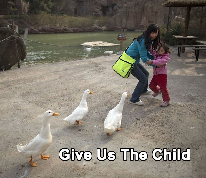 50 Of The Best Bird Memes Posted Online