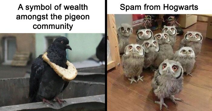 50 Of The Best Bird Memes Posted Online