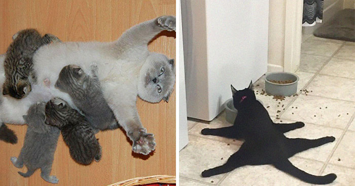 “Gato.exe ha dejado de funcionar”: esta cuenta de Instagram recopila divertidas imágenes de gatos rotos