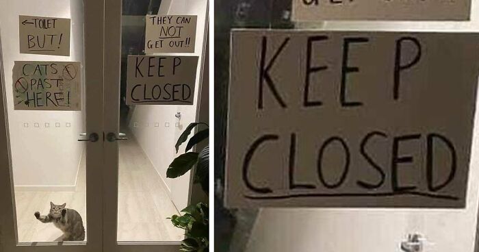 50 Hands-Down Funniest Pics Of Cats From The ‘Cat Virus.Exe’ Instagram Page