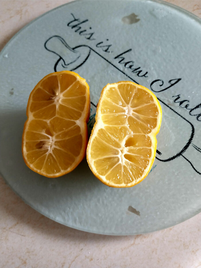 This Lemon From My Mom's Tree