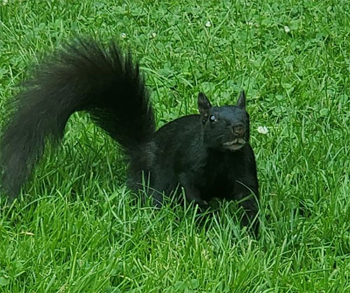 I Do Say, Good Sir, Have You Seen My Monocle And Pocket Watch? And....my Mustache Wax?