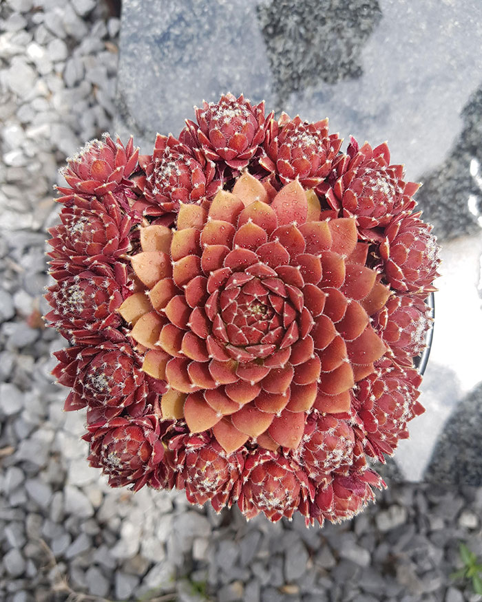 My Boyfriend's Beautiful Memorial Succulent From His Mother That Passed Away. It Was Way Smaller And Grew Very Symmetrical Over 6 Weeks