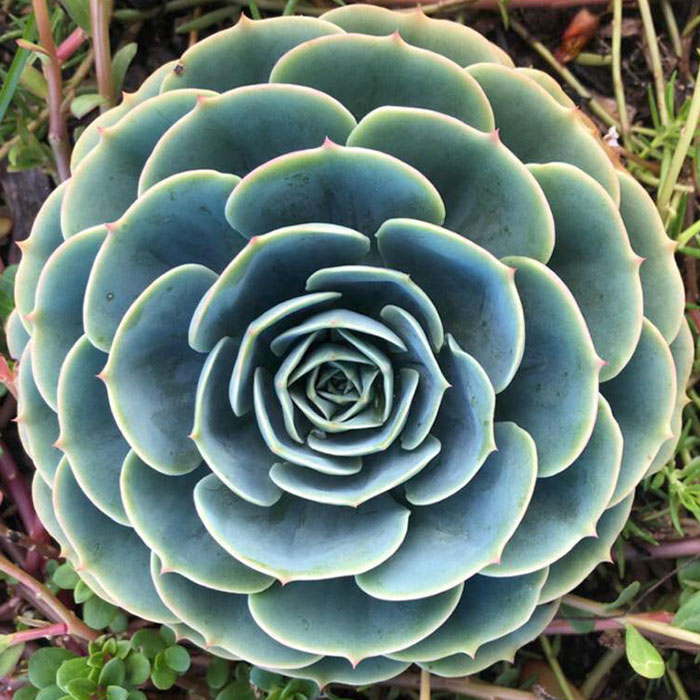 This Plant In My Friend's Farm