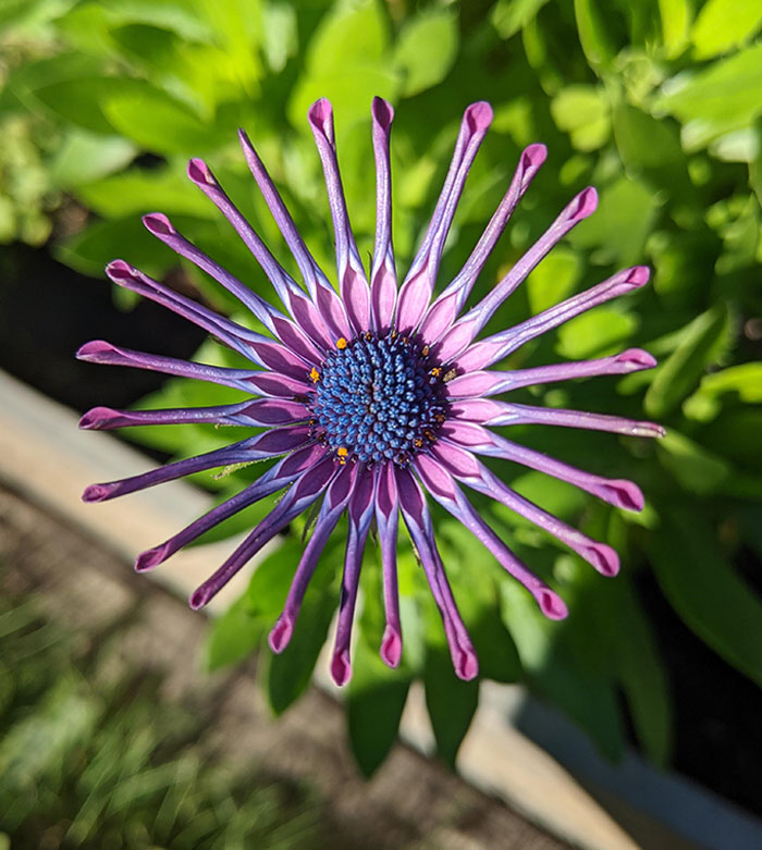 The Way My Flower's Petals Curled Horizontally