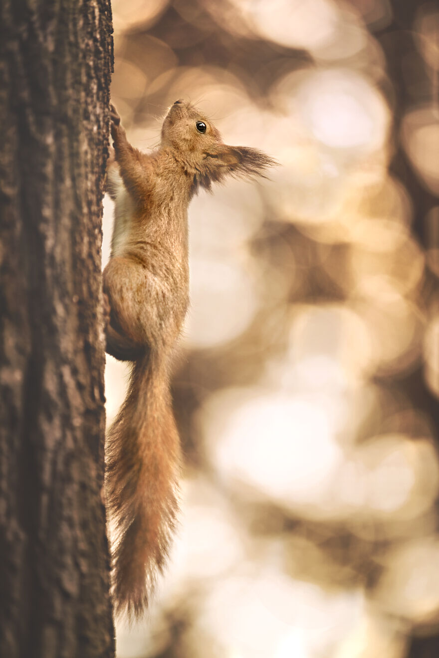 Animals In Shades Of Brown