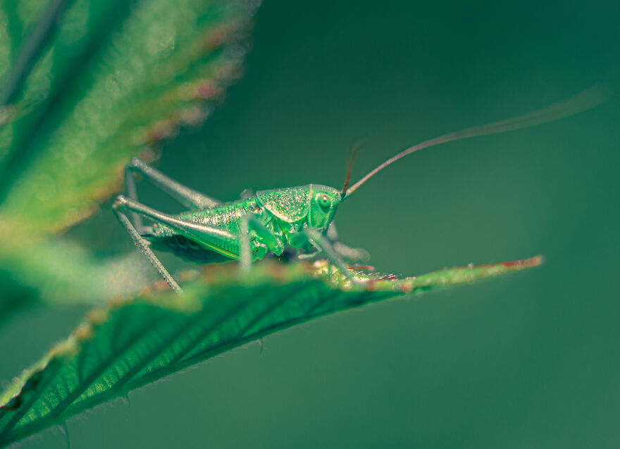 Bush Cricket