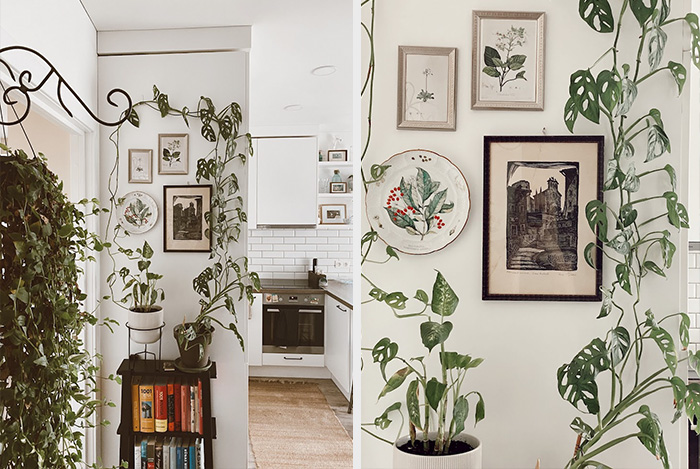 Proud Of This Very Green Corner In My Home