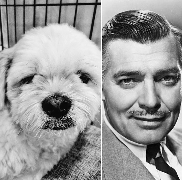 I Mustache You A Question: Who Wore The Pencil-Stache Best? (Or, Another Tragic Haircut)