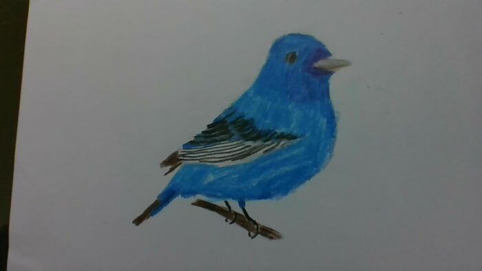 An Indigo Bunting