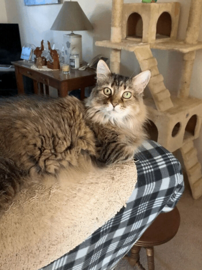 Ava Is 11 Now But She Was 2 When I Got Her And Had Been Locked In A Cage For Over A Year When I Adopted Her! She's My Precious Now!