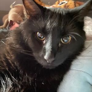 imnotsure1700 avatar