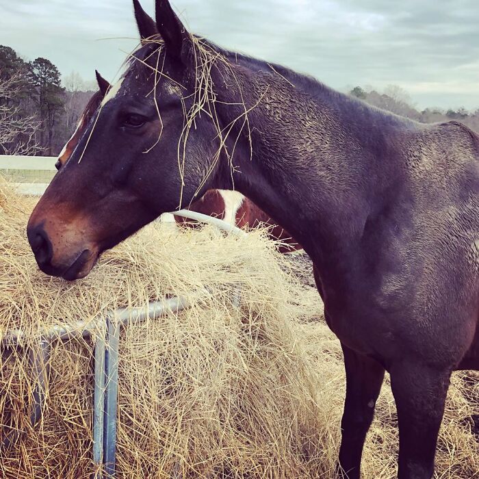 Behold! The Majesty Of The Horse.