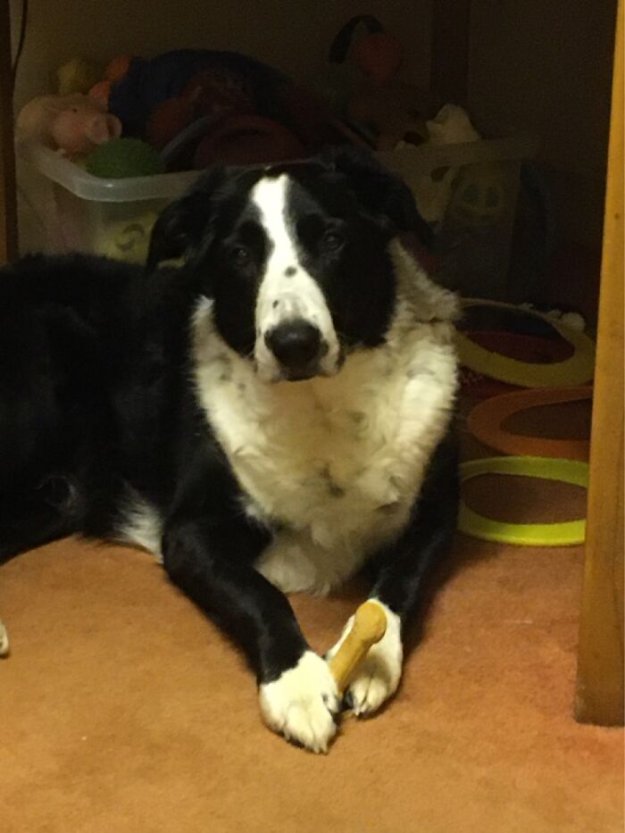 Shilo Enjoying A Well Deserved Treat😊❤️