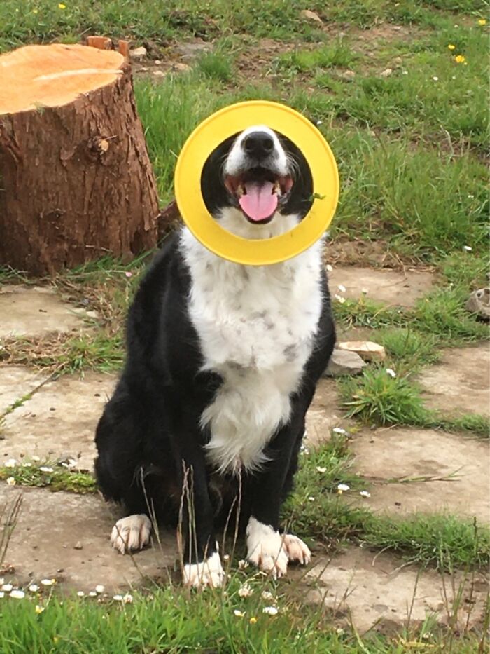 My Dog Shilo Playing With One Of His Birthday Presents ❤️