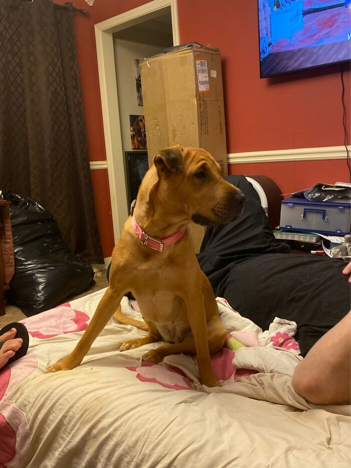 A Picture Of My New Dog Mushy, She Is So Stinking Sweet