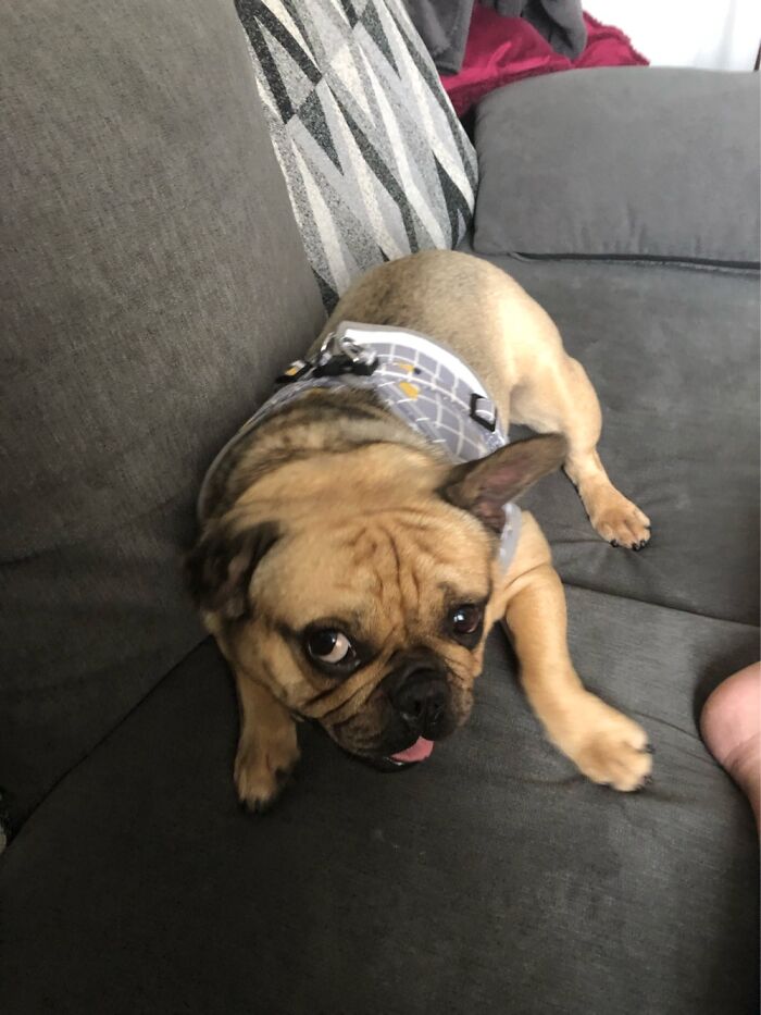 My Daughters Rescue Dog, And He’s Just As Stubborn As She Is.