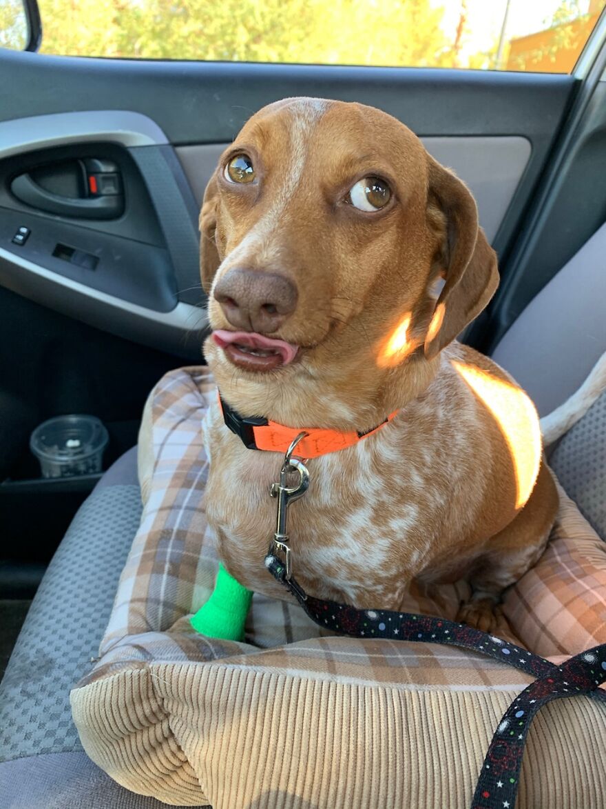 Mr. Bean Leaving The Vets And Putting On His Best ‘Poor Me’ Face!