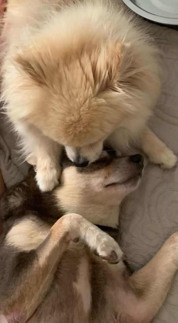 Ruprecht Does This Every Day To Our Senior Rescue, Beau. Priceless!