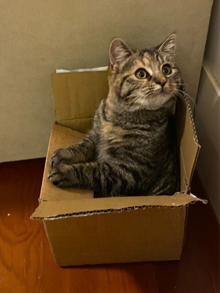 Luci Loves Hiding In Boxes