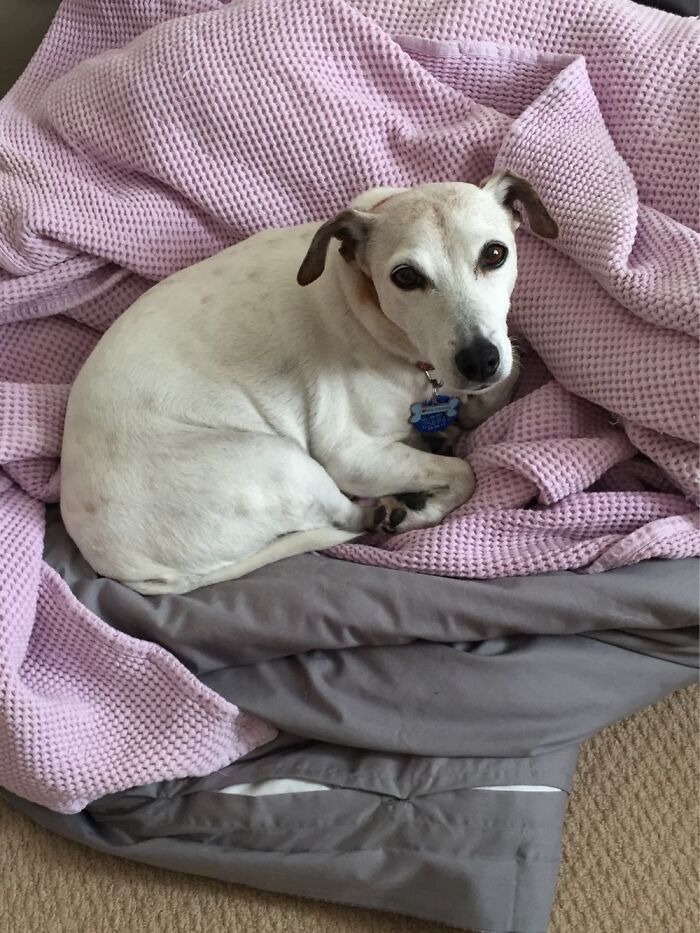 Scooter 18 Years Old. Rest In Peace Little Lady