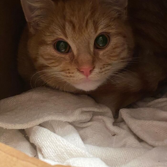 Rescue Cat Eddie. Look At Those Eyes X