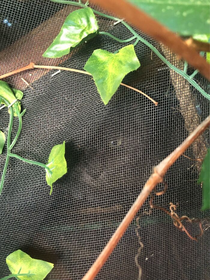 Can You See My Cat Plotting Evil Things!?